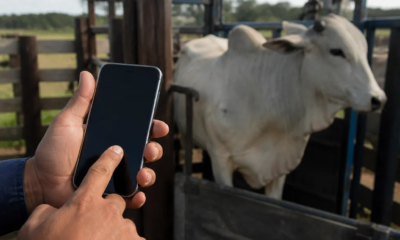 Pesar Gado pelo Android: App Prático