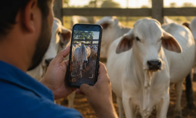 Pesar Gado pelo Celular: Erros e Como Evitar